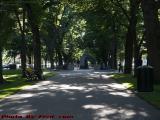 Commonwealth Mall from Fairfield Street, Boston