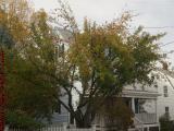 Late Season Apple Tree, Brookings Street, Medford, Mass.
