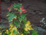 Autumn Foliage Study, Brookings Street, Medford, Mass.