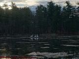 Swans Watching Sunrise Theatre, Crystal Pond, Peabody