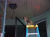 Penny Looking Down From Her Favorite Pearch, A Ladder