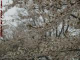 Spring Blossoms Under Cloudy Skies, Charles River, Newton