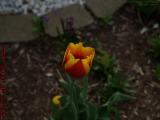Tulip Study in Overcast Light, Medford, Massachusetts