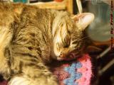 Comfy Kitty Penny, Now Seven Years as Part of My Life