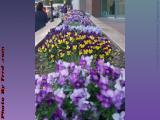 Flower Study, Pansy Bed, Belvidere Street, Boston