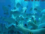 Snuba Divers Swarmed by the Natives, Cozumel, Mexico