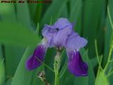 Purple Iris Study in Shaded Light, Groveland, New York