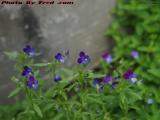A Few Purple Pansies, Dorchester, Massachusetts