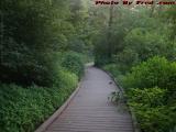 Wooded Walkway, Wards Pond, Jamaica Plain, Massachusetts