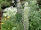 A Thorny Subject, Cactus in Bob's Garden, Dorchester