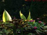 A Different Flower Bed Perspective, Boston Public Garden