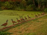 Geese in Conference at Pollen Laden Crystal Pond, Peabody