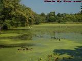 Waterfowl in Crystal Pond's Vegetation-Laden Waters