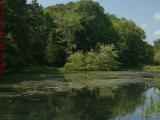 Elginwood Pond Perspective Under Mostly Sunny Skies