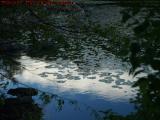 Reflective Pond With Lily Pads, Mount Hood Golf Course