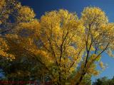 Golden Foliage, Mystic Valley Parkway, Medford, Mass.