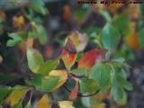 Changing Autumn Leaf Study, Medford, Massachusetts