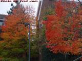 Bright Colors on a Grey Day, Medford, Massachusetts
