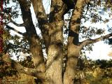 Tree Study: Texture and Shadow, Dell Court, Lynn, Mass.