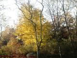 Remnants of Foliage, Dell Court, Lynn, Massachusetts