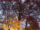 Under-Lit Foliage, Royall Park, Medford, Massachusetts
