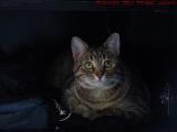 Penny Peering Out From a Dark Place, Dell Court, Lynn