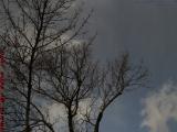 Newly Cut Branches on Increasing Clouds, Brookings Street