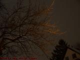 Winter Tree With Snow Lit By A Street Light, Brookings St.