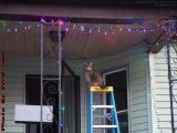 Penny Supervising Holiday Lighting Installation, Medford