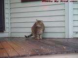 Penny Unhappy With the Weather, Brookings Street, Medford