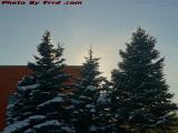 Backlit Winter Trees With Snow, Peabody, Massachusetts