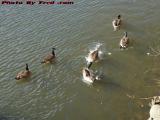 Goose 