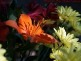 Orange Lily in Morning Sun Perspective, Dell Court, Lynn