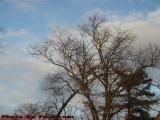 Late Winter Tree in Fading Sun on Changeable Skies, Lynn