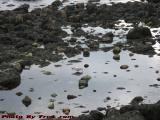 Gulls Foraging at Low Tide, Gloucester Harbor