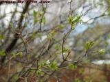 Trying To Be Spring, April Leaves With Snow, Medford