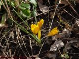 Crocus Breaking Into Spring Sunlight, Groveland, New York