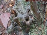 The Face of the Stump Creature, Medford, Massachusetts
