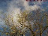 Spring Breaking Under Partly Sunny Skies, Medford