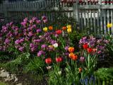 Spring Flower Bed, Brookings Street, Medford, Mass.