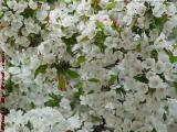 A Wash of White Cherry Blossoms, Boston in Bloom