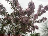 Crab Apple Blossoms Under Mostly Cloudy Skies, Peabody