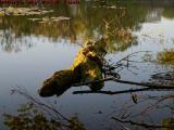 Levitated? Log, Mystic River, Medford, Massachusetts