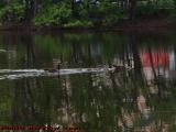 Goose Family Traveling Downstream, Mystic River, Medford