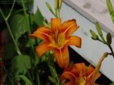 Day Lily Blossoms Wet With Rain, Groveland, New York