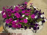 Shades of Purple, Medford Square Flower Plantings