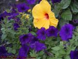 Contrasting Colors, Ring Road Flower Presentation, Boston