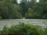 Overgrown Elginwood Pond, Peabody, Massachusetts