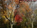 Foliage Under Changeable Skies, North Cambridge