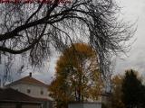Bare Tree Framing Foliage on Textured Clouds, Medford